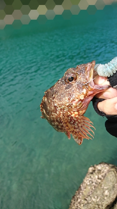 ロックフィッシュ釣行